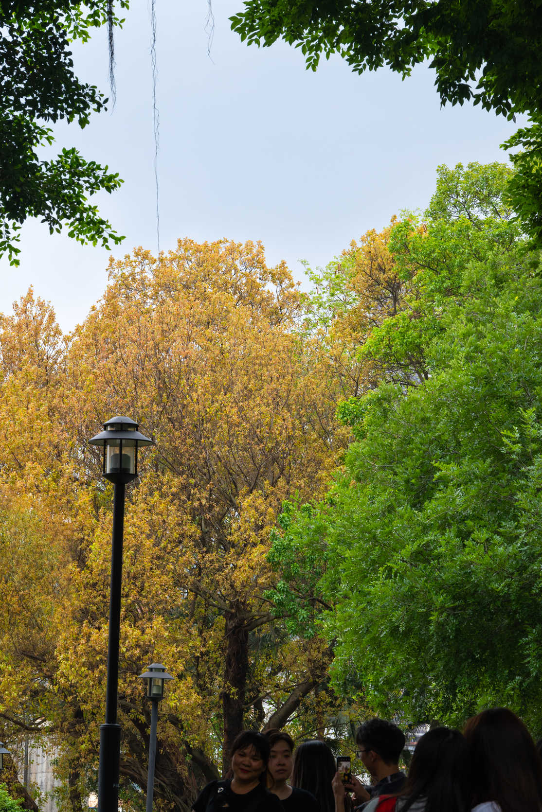 自然系列 DSC_9605